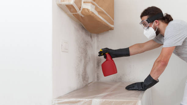 Professional Mold Removal technician working in Wellesley Hills, MA