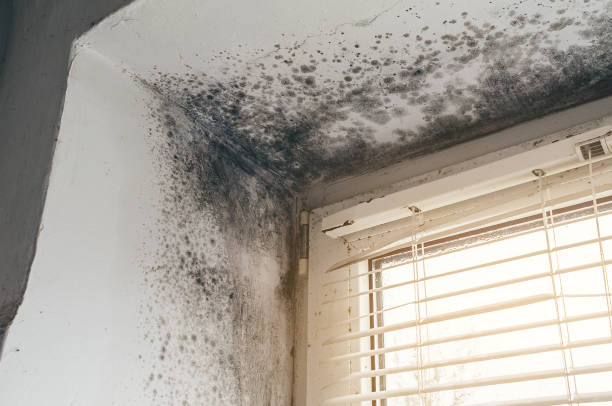 Trusted Mold Removal service in Wellesley Hills, MA - Cheap Mold Removal